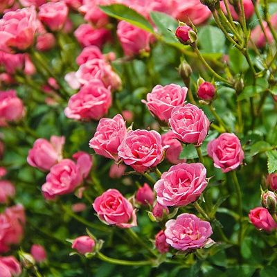 Роза миниатюрная Lilly Rose, ярко розовое цветение