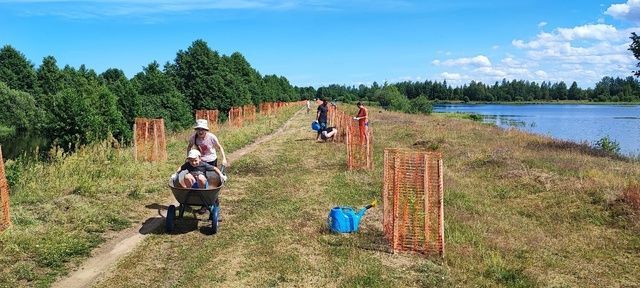 Высаживаем аллею лиственниц в Новой Ладоге