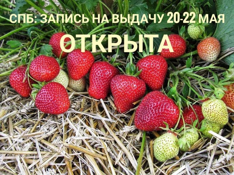 Вести Санкт-Петербурга: Клубнику можно заказать до 14 мая!