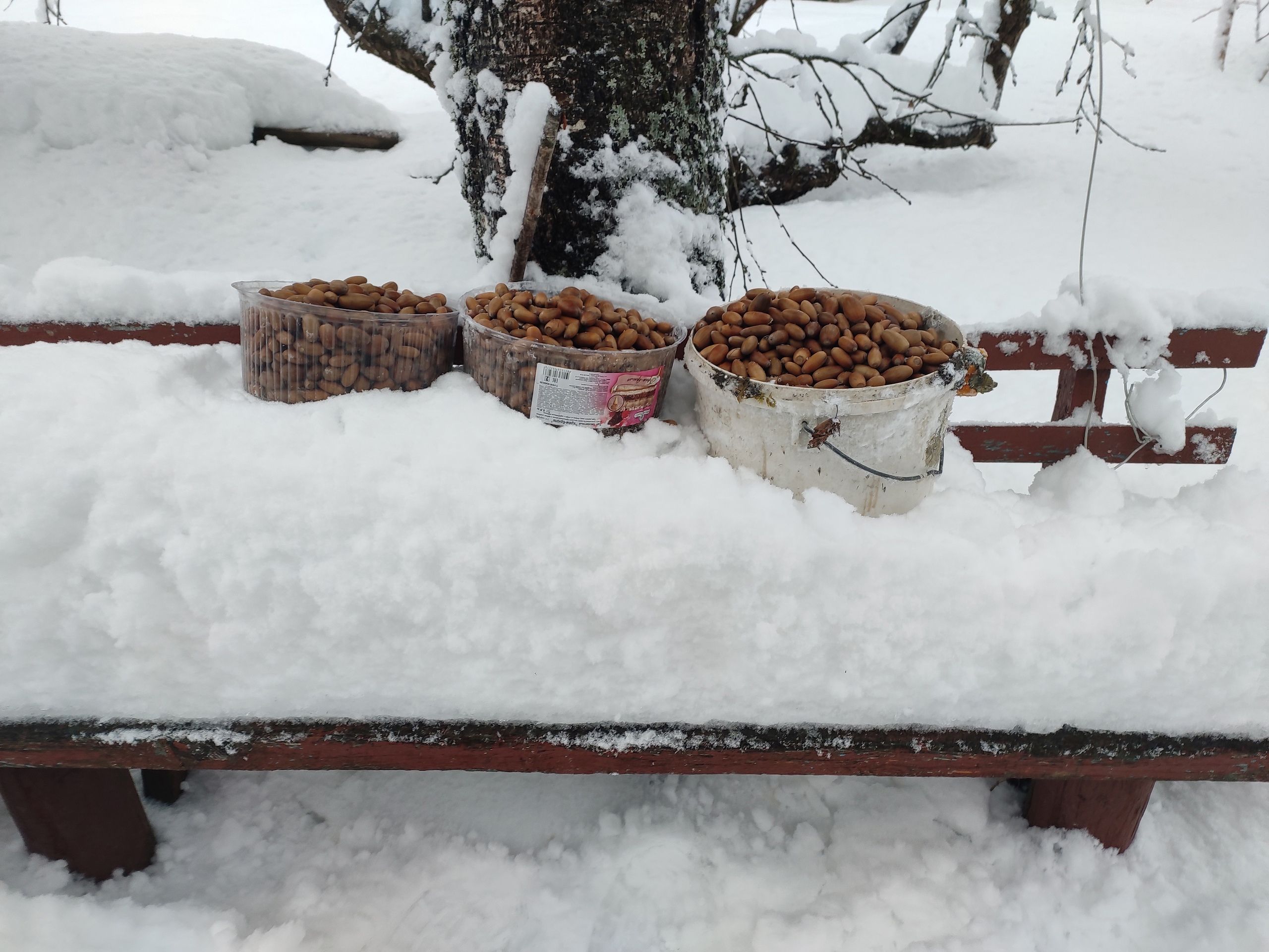 Чем кормить птиц зимой