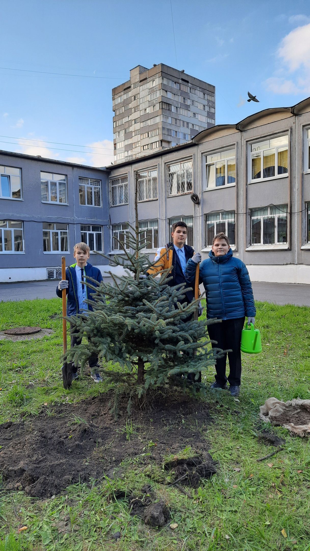 Школа №127 Санкт-Петербурга высадила голубую ел  к Новому Годому