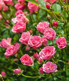 Роза миниатюрная Lilly Rose, ярко розовое цветение