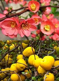 Айва японская декоративно-плодовая