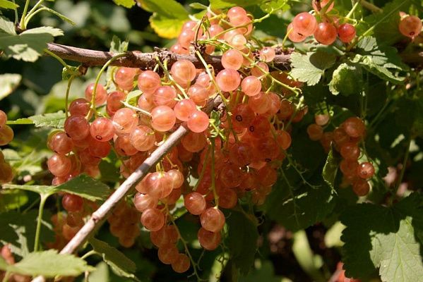 Смородина "Голландская" розовая поздне-спелая