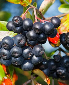 Арония, черноплодная рябина - декоративно-плодовая целебная культура