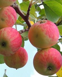 Яблоня Услада (осенняя, красные яблоки), 2-летка