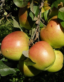 Яблоня "Дружное" поздне-осенний сорт с крупными плодами