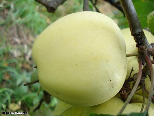 Яблоня Памяти Лаврика (белое десертное поздне-летнее)