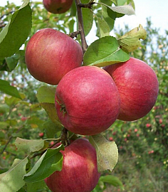 Яблоня ранне-зимняя "Жигулевская"